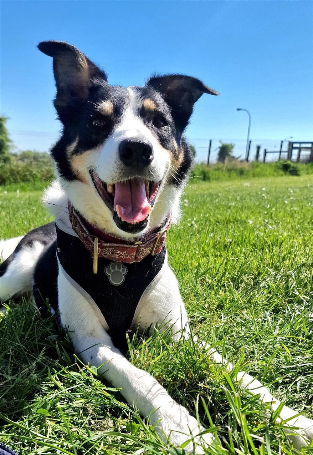 Wee Max, a collie at Assisi Animal Sanctuary, lying in the grass